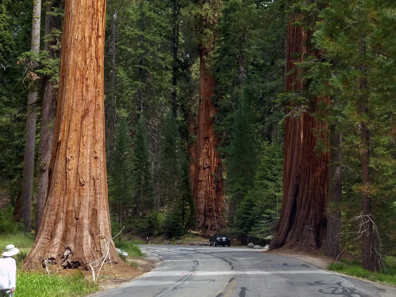 Reuzensequoia's langs de weg in Sequoia National Park