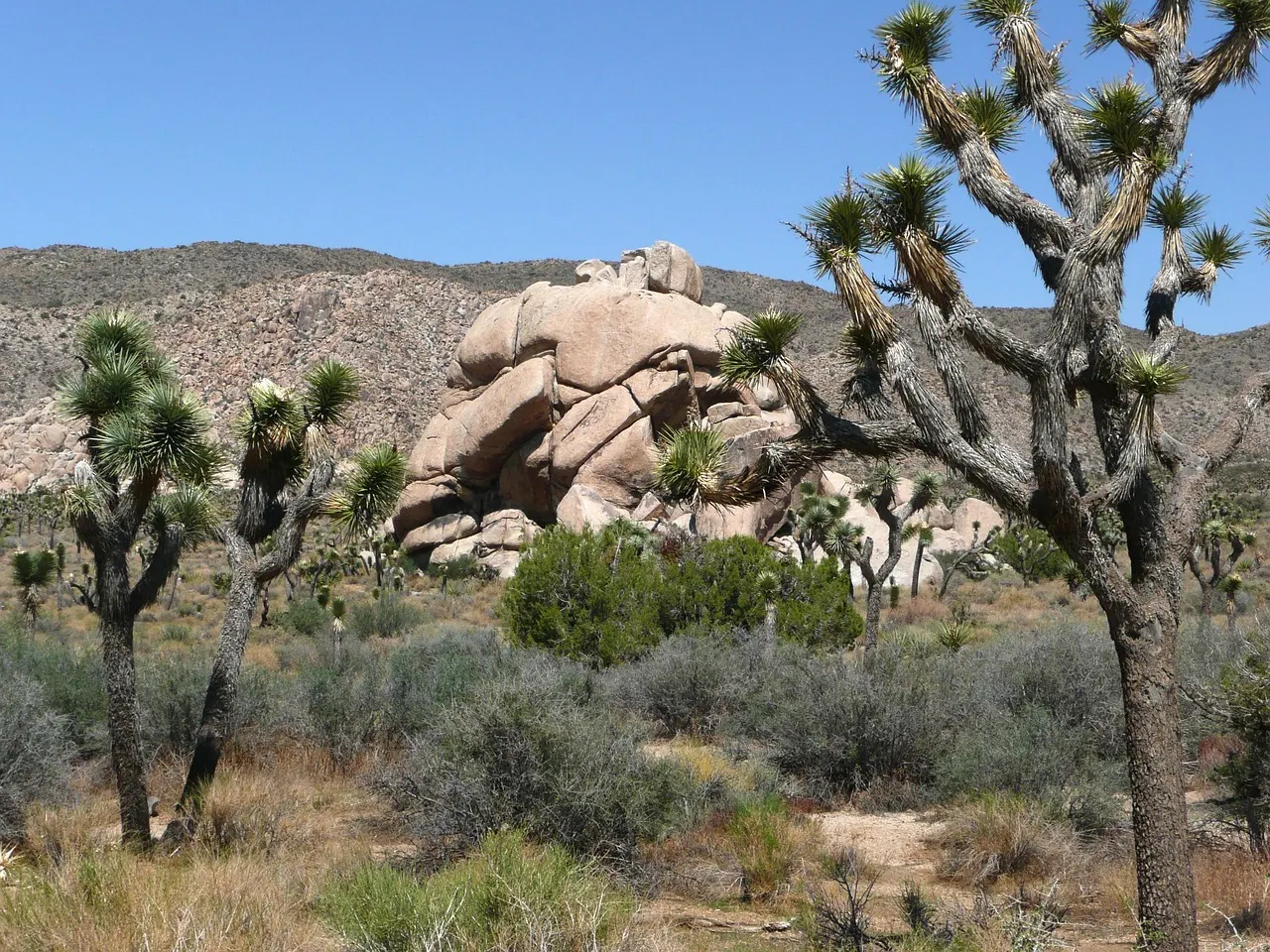 Joshua trees tussen de rotsblokken van Joshua Tree National Park