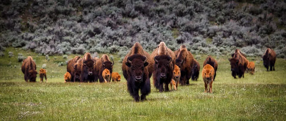 Hoogtepunten zuidwest & Yellowstone